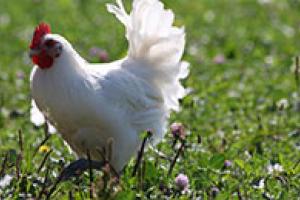 Le poulet de Bresse 